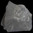 Elrathia Trilobite In Matrix - Utah #6750-1